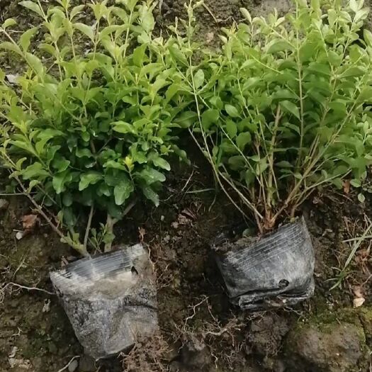 金禾女贞工程苗基地供应