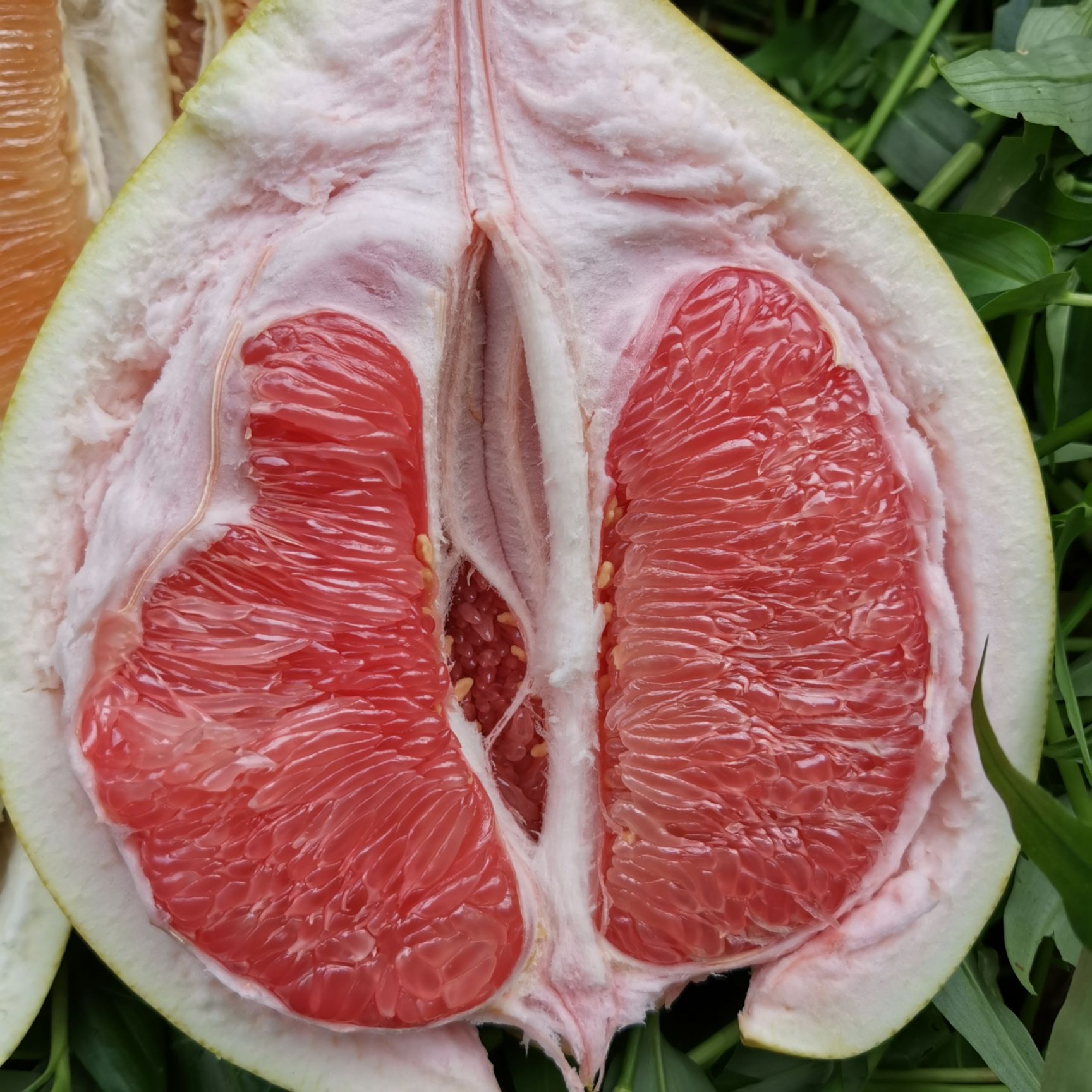 平和蜜柚 蜜柚正式接单，欢迎订购！