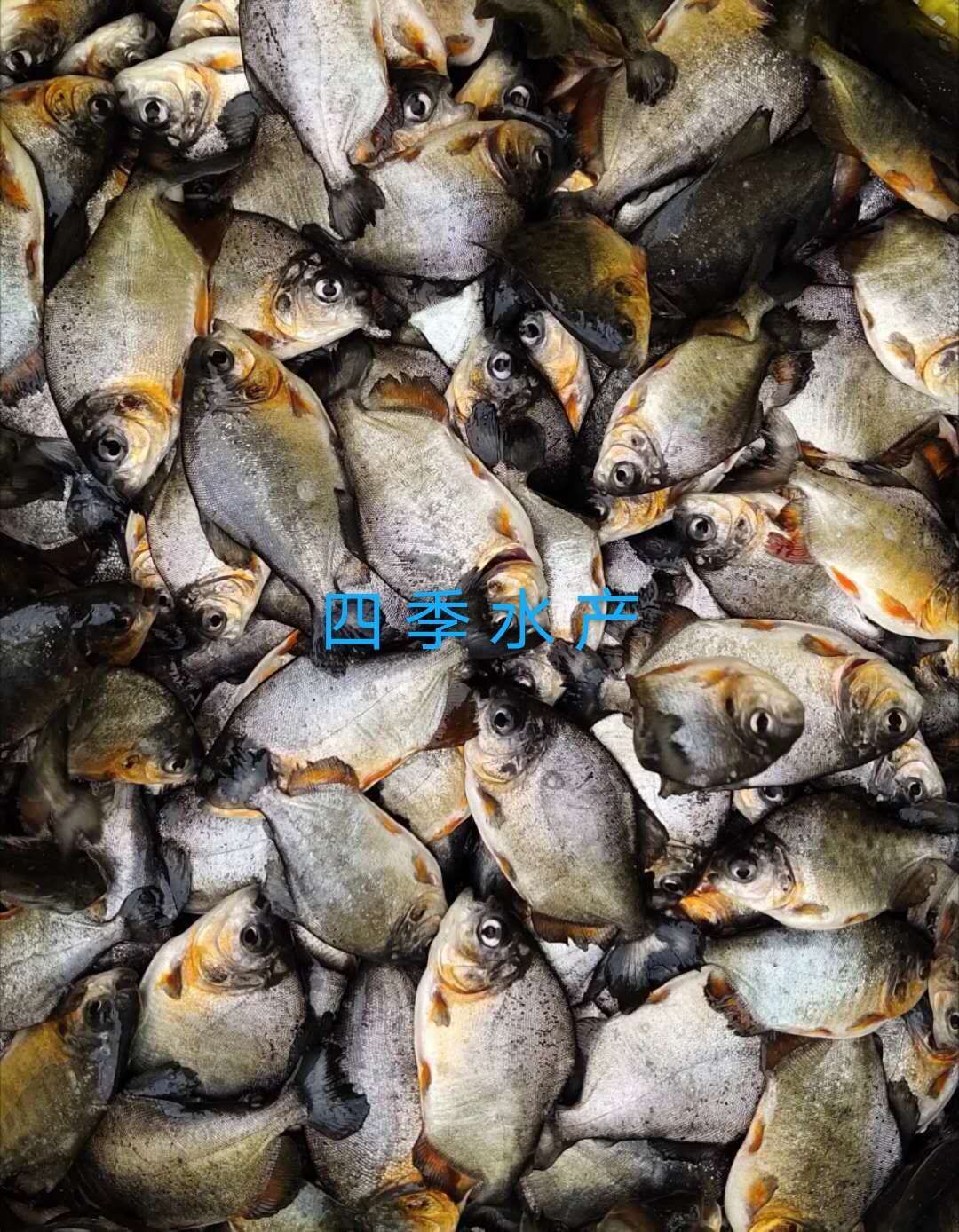 光倒刺鲃魚苗  青竹鯇，石堅魚，軍魚技術(shù)支持！全國發(fā)貨！