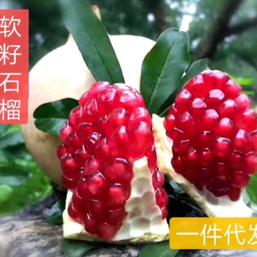 西安 临潼石榴
