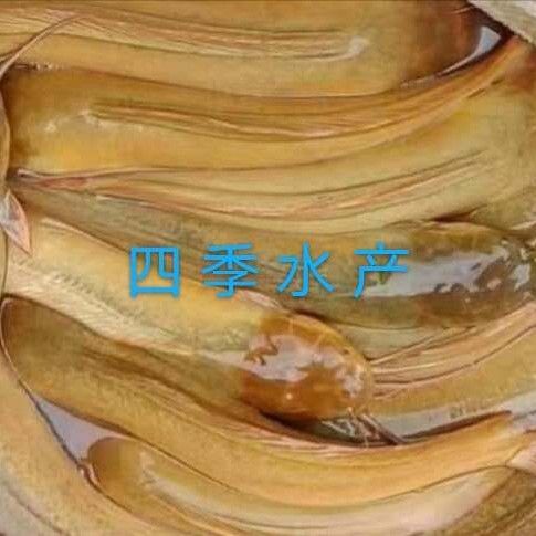 罗非鱼苗，脆罗非鱼苗，品种优良 技术支持！全国发货！