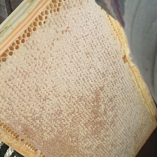 霍城县蜂巢蜜  大家好，欢迎光临伊胜养蜂场蜂蜜专卖店，本蜂场是自产自销。