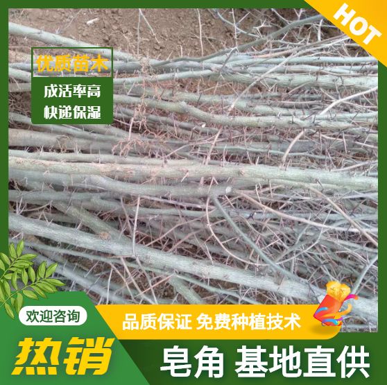 皂角苗 可以做药材，荒山造林，成活率高，快递保湿邮寄