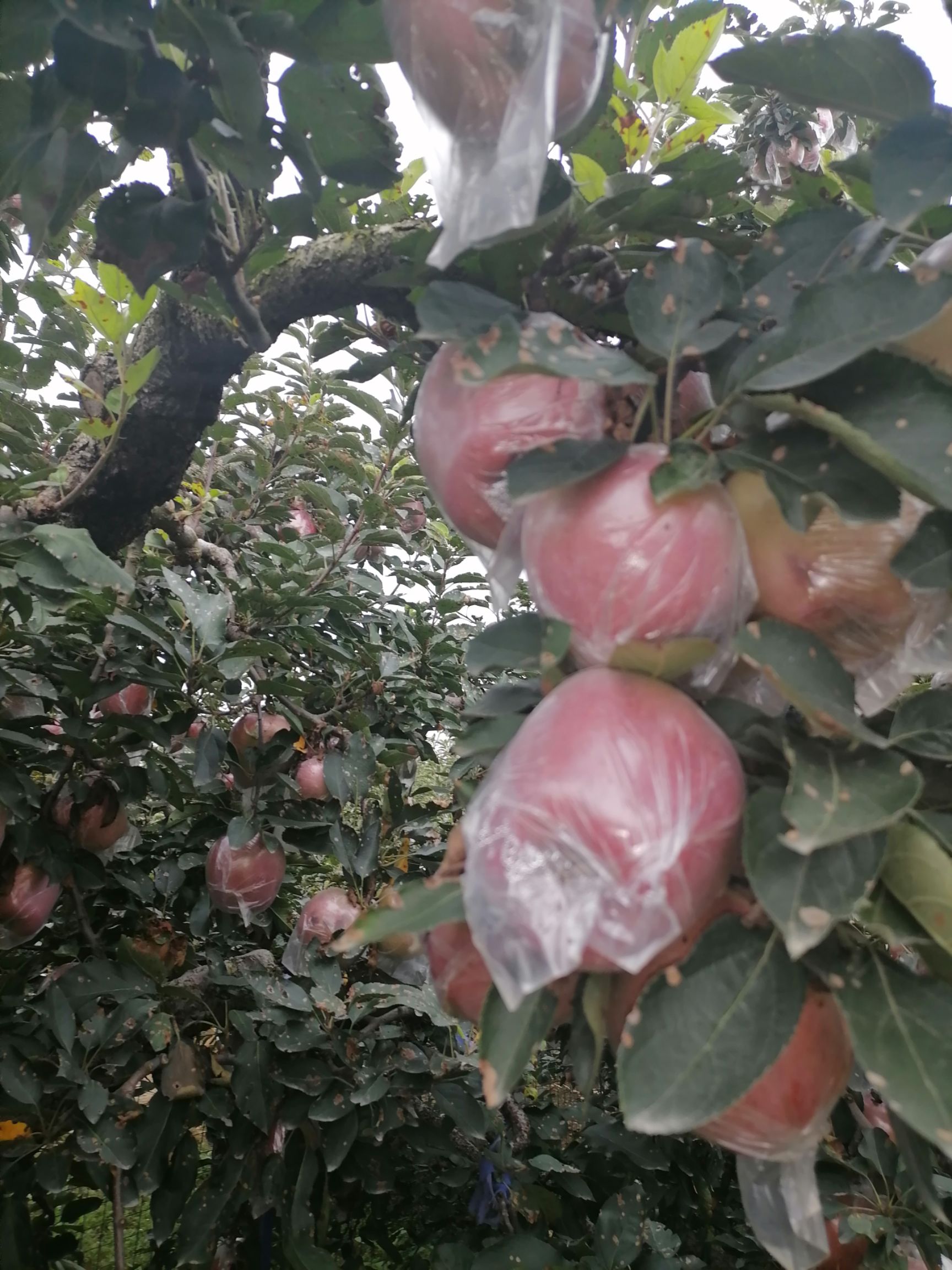 紅星蘋果  精品紅星大量現(xiàn)貨，保證質(zhì)量壞爛包賠