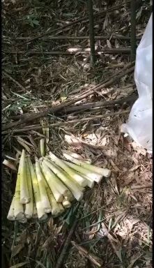 盐津县高山竹荪  方竹笋