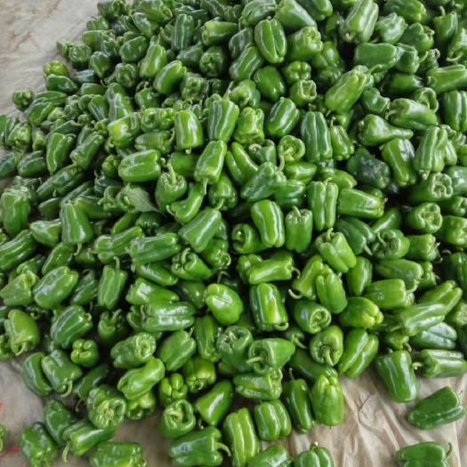 大名县圆椒 