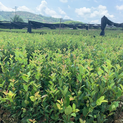 藤县芩软24号油茶  岑软3号嫁接苗 岑溪软枝油茶 产量高良种