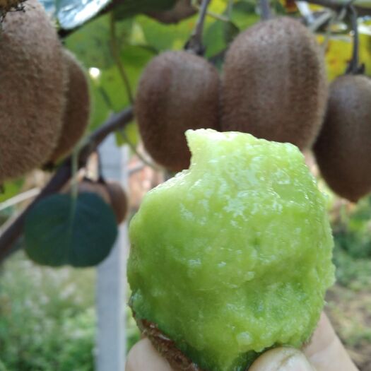 内乡县徐香猕猴桃新鲜现摘产自河南南阳内乡县果园直发