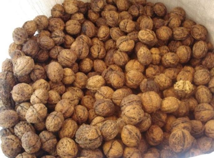 南涧县新疆核桃 无量山泡核桃