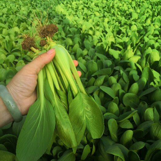 曹县上海青 精品小油菜