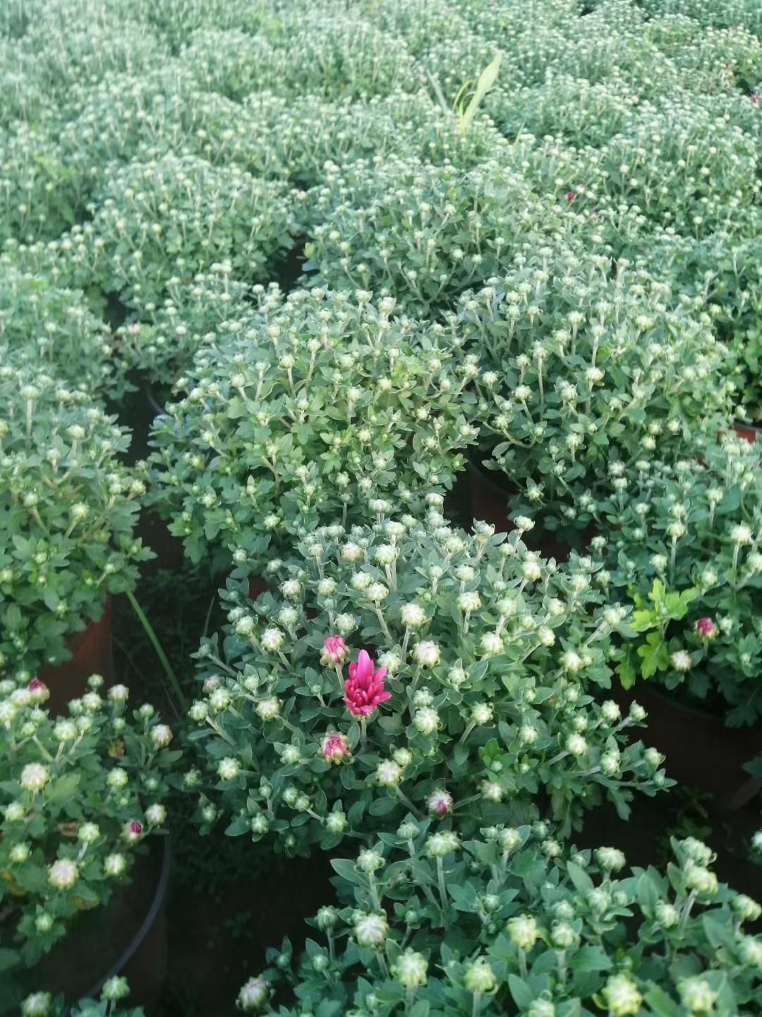  青州菊花基地直销，大量有货，品种多花色全有国庆菊，千头菊等