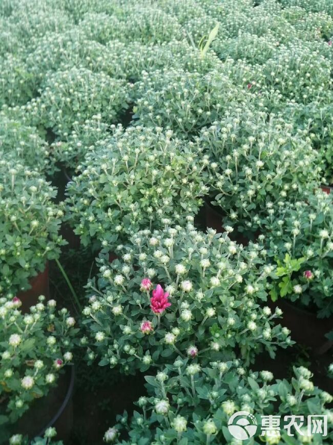  青州菊花基地直销，大量有货，品种多花色全有国庆菊，千头菊等