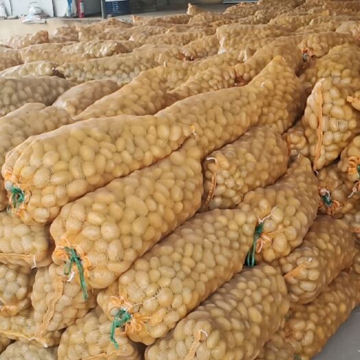 滕州市希森6号土豆种  土豆种子