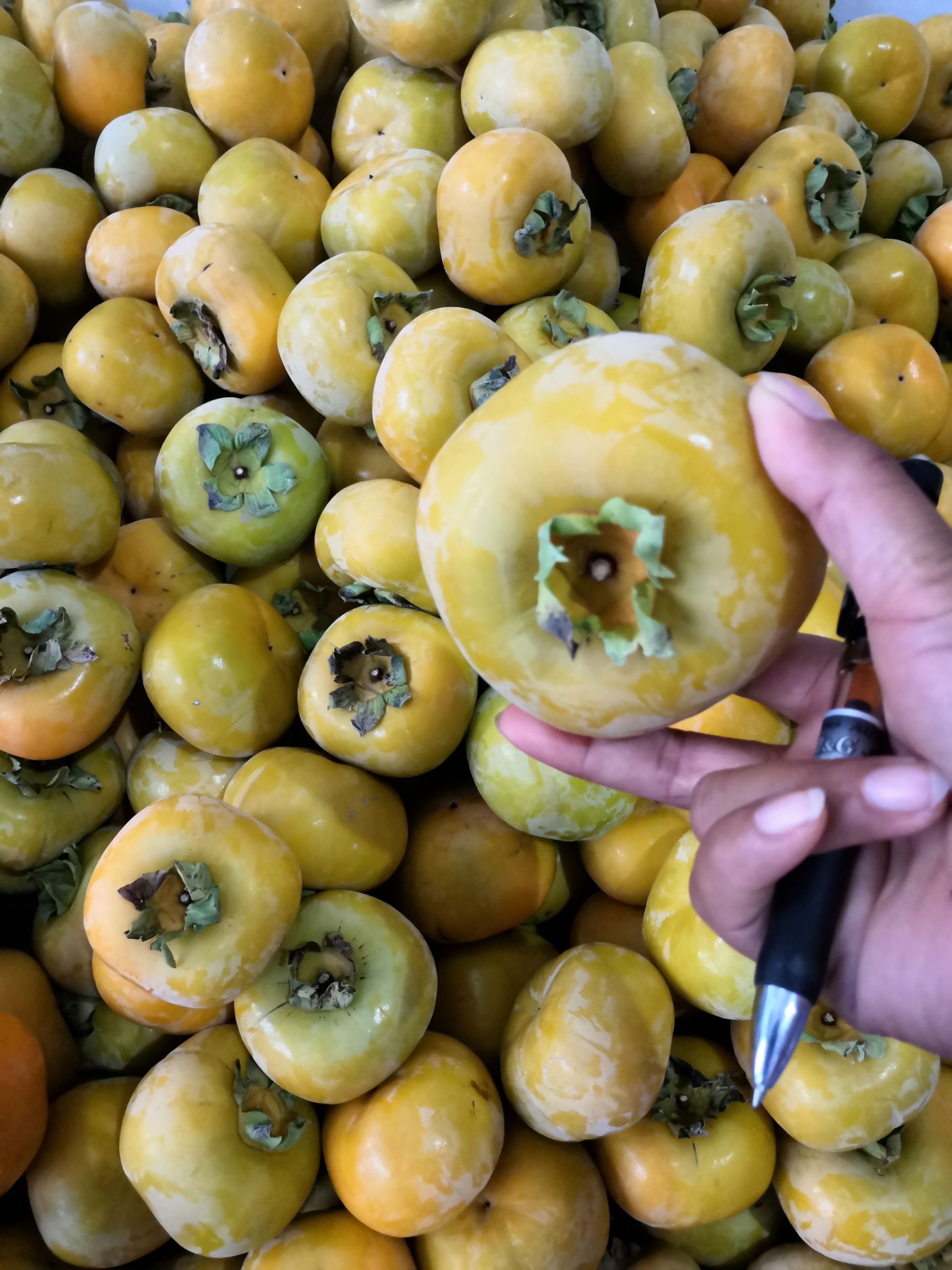 柿子  广西恭城红柿脆柿产地直供