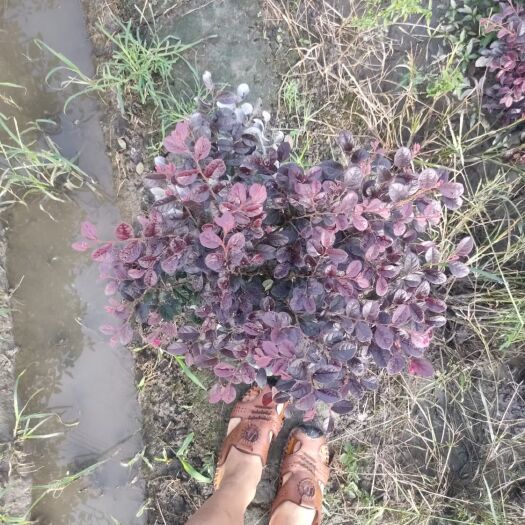 成都黑珍珠红继木  红花继木苗基地彩叶苗木批发，基地直发