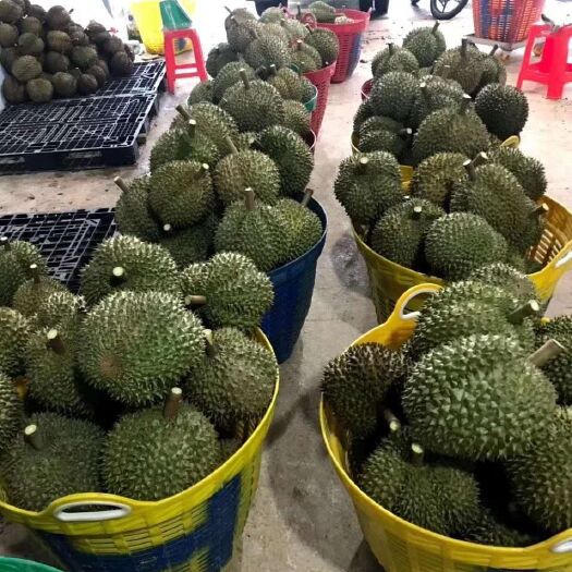 防城港 泰国金枕榴莲