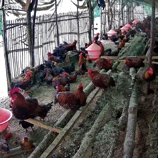 湄潭县土鸡  散养走地鸡