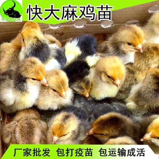 南宁 快大K9麻鸡苗 鸡苗 肉鸡苗批发包邮 包打疫苗 提供技术指导