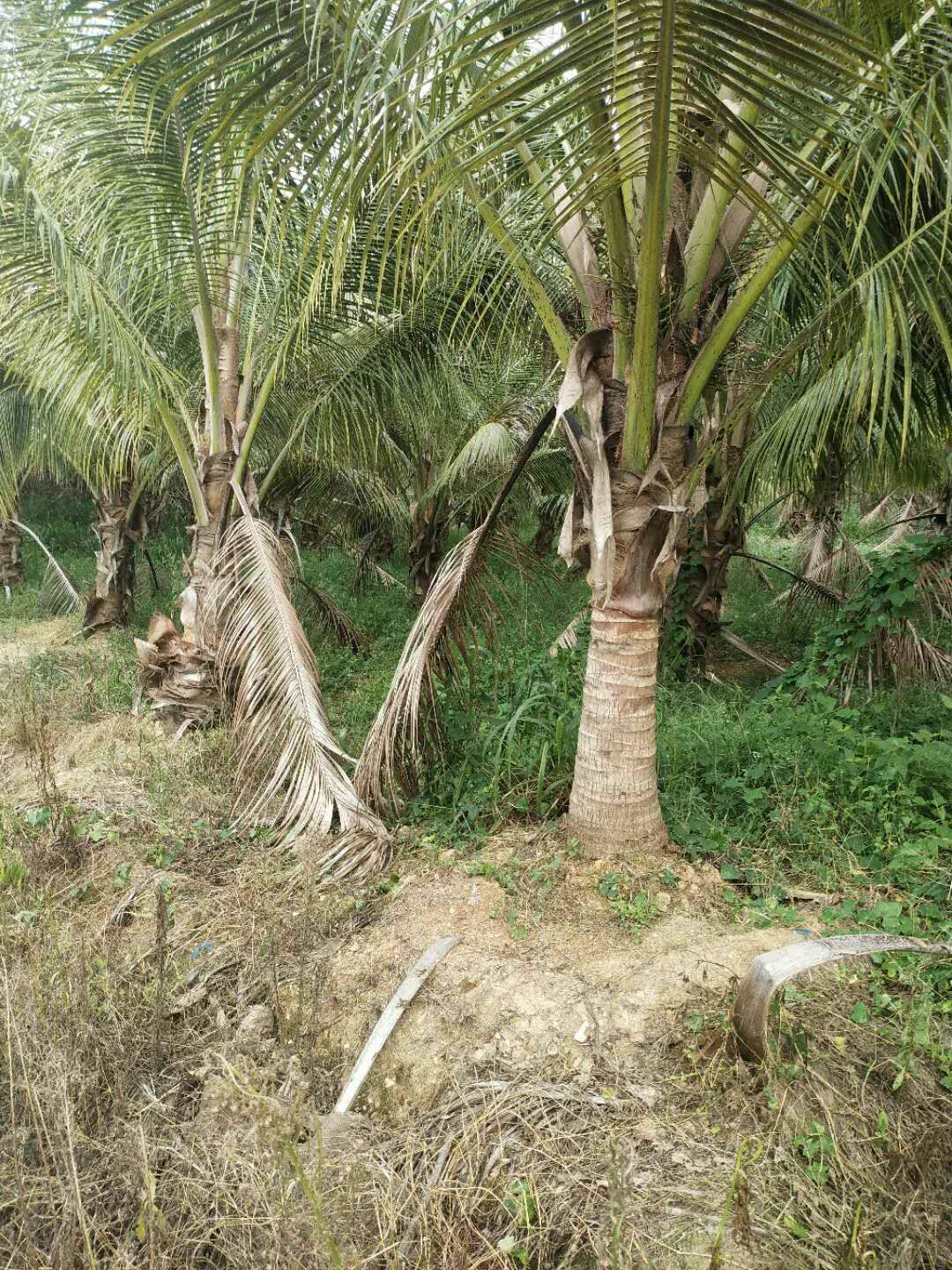 高种椰子树