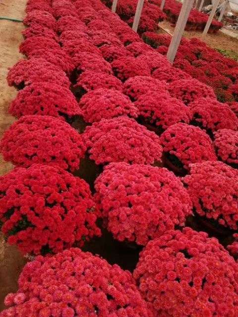青州市 青州菊花基地直销，大量有货，品种多花色全有国庆菊，千头菊等