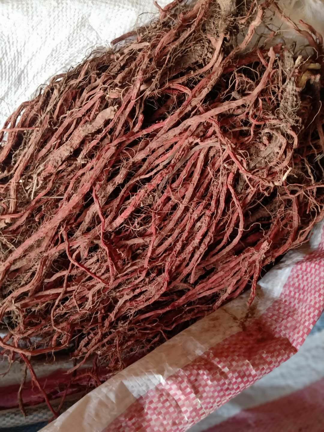 航天丹参  丹参  丹参