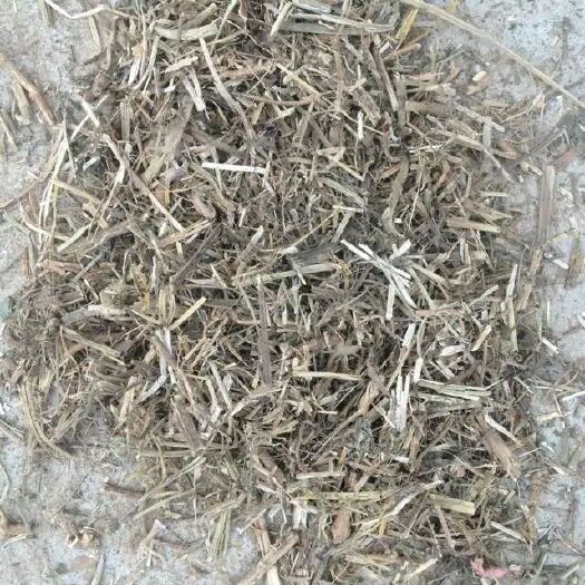 汝南县优质花生秧