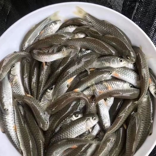 南宁军鱼苗