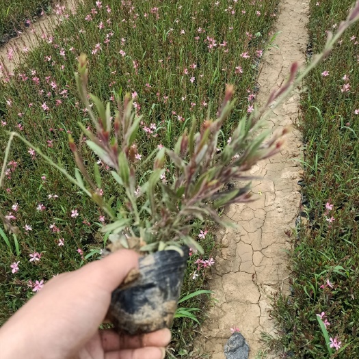 青州市 山桃草
