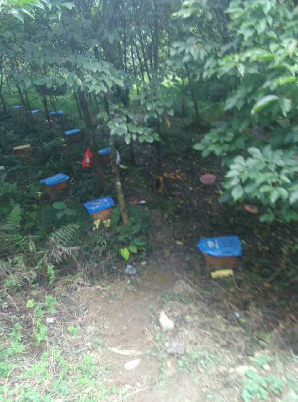 农场自养土蜂蜜