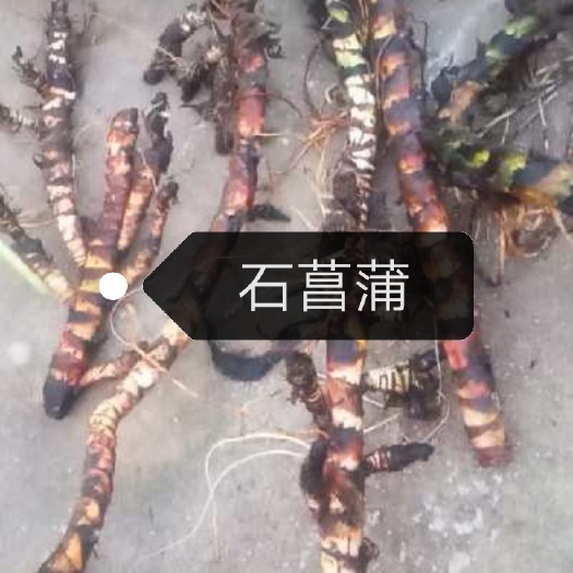 商城县 多年生石菖蒲，个大含量足
