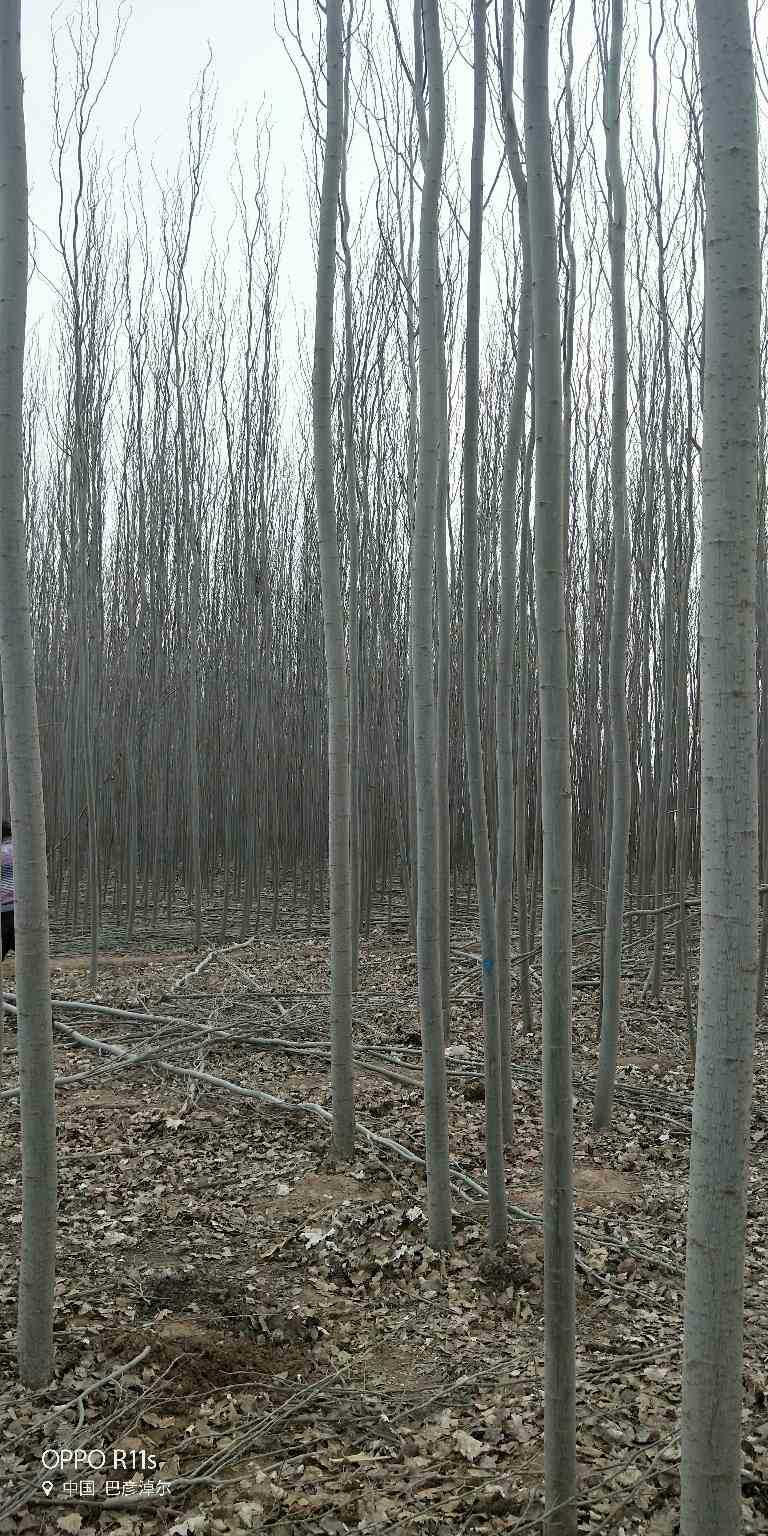  新疆杨8公分以上量大