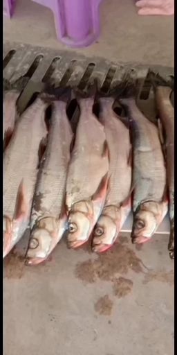 瓮安县翘嘴红鲌 翘嘴鱼，大小都有货，需要的亲亲联系