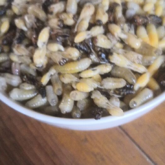 长汀县马蜂蜂蛹蜂蛹是一种高蛋白的食物！