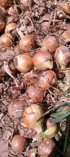 临泽县黄皮洋葱  甘肃洋葱大量上市欢迎采购