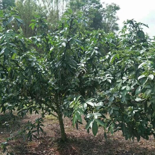 丹棱县无刺花椒苗  无刺藤椒嫁接苗，当年挂果。