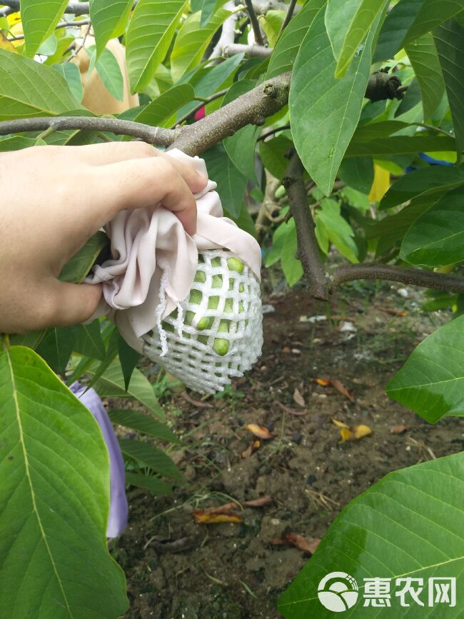 现货释迦果凤梨番荔枝新鲜水果