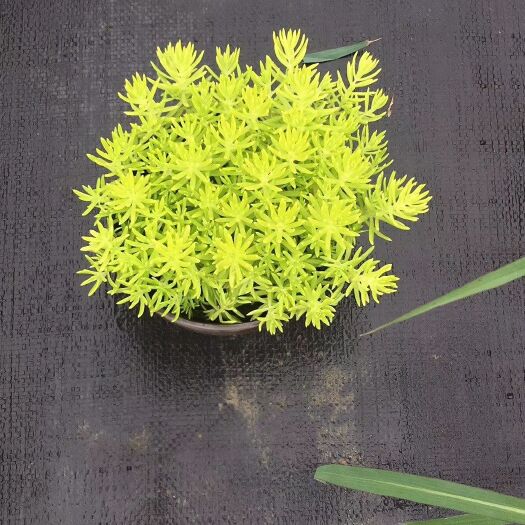 金葉佛甲草花鏡植物基地供應(yīng)