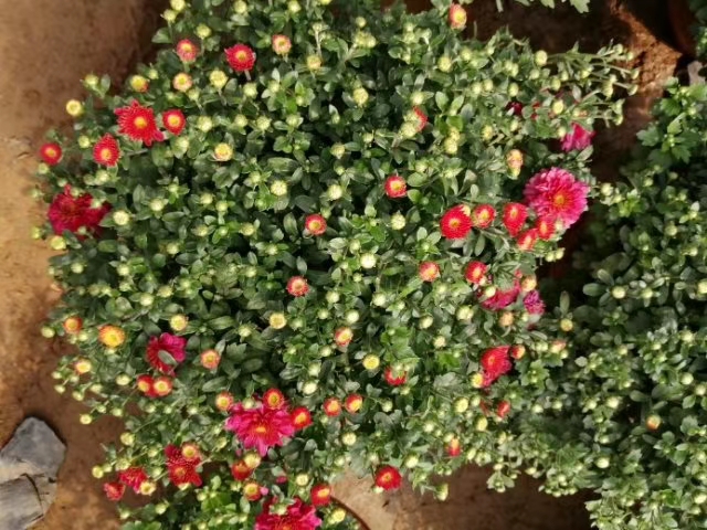  青州菊花基地直销，大量有货，品种多花色全有国庆菊，千头菊等