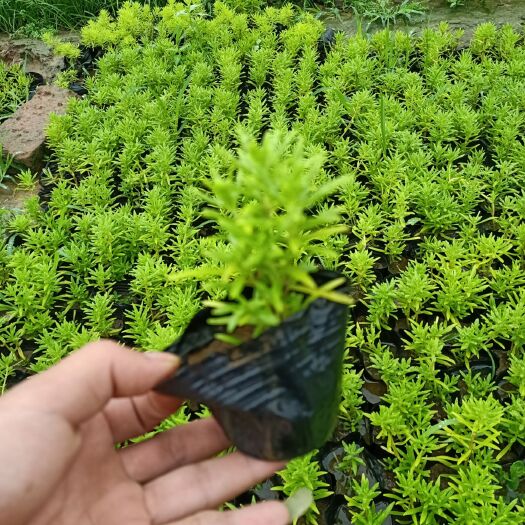 青州市 佛甲草