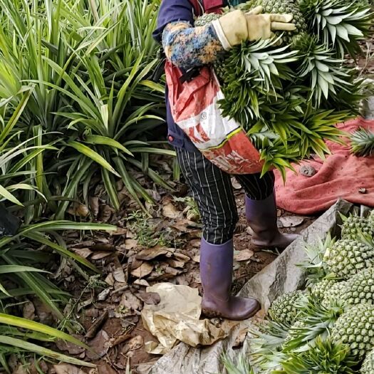 乐东县海南牛奶凤梨现货供应凤梨
