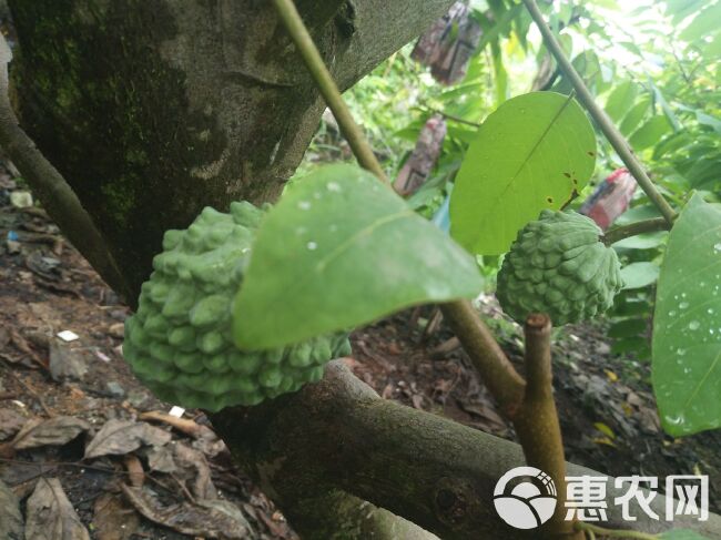 现货释迦果凤梨番荔枝新鲜水果