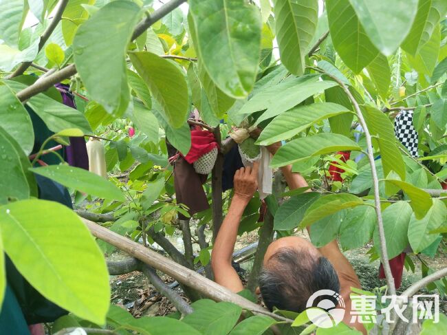 现货释迦果凤梨番荔枝新鲜水果