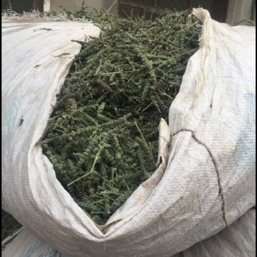 安国市产地直销荆芥穗