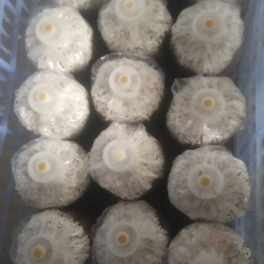 湄潭县平菇菌种  平菇栽培种