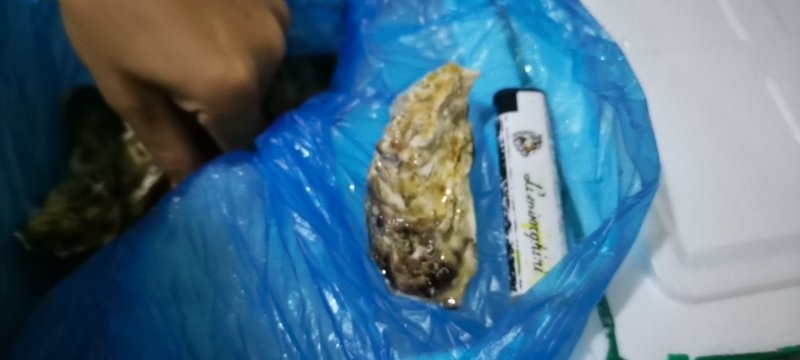 诏安县福建生蚝  3斤精品挑庄中蚝吊蚝电商供应货源充足