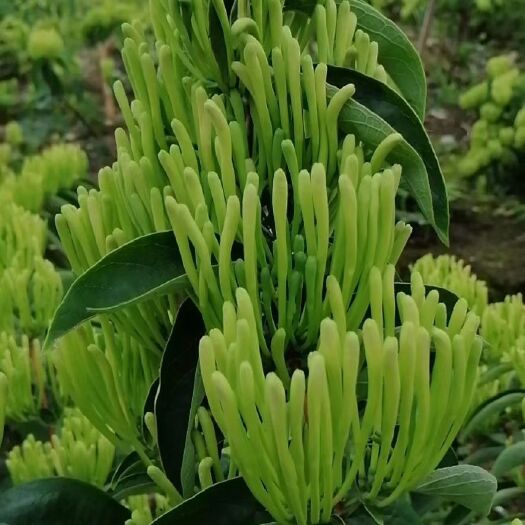 隆回县湘蕾金银花苗 30~40公分