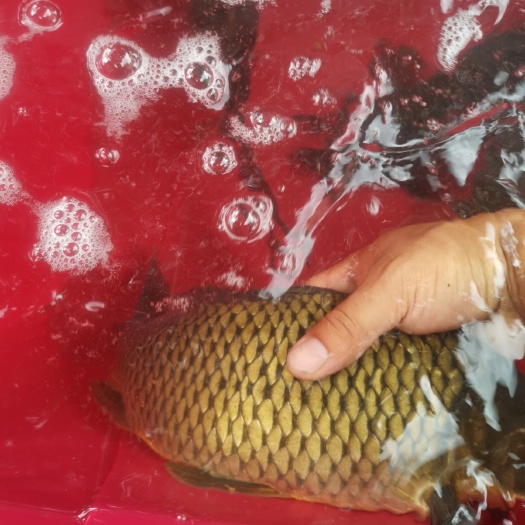 福泉市鲤鱼 鲤鱼