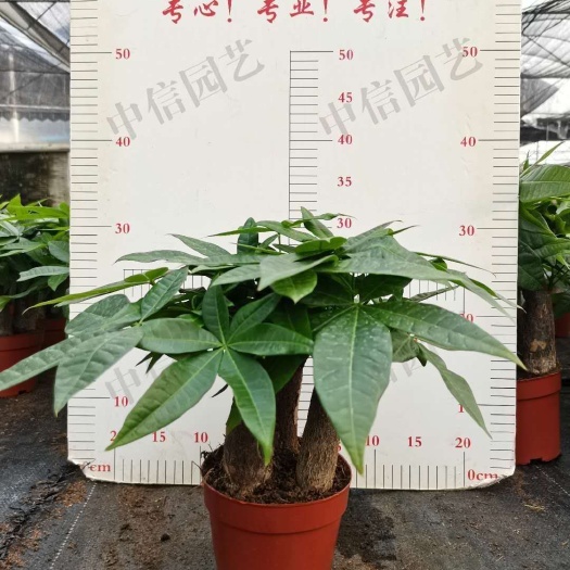 广州辫子发财树 发财树