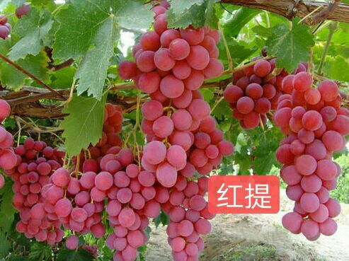 兴城市美国红提苗 红提葡萄苗