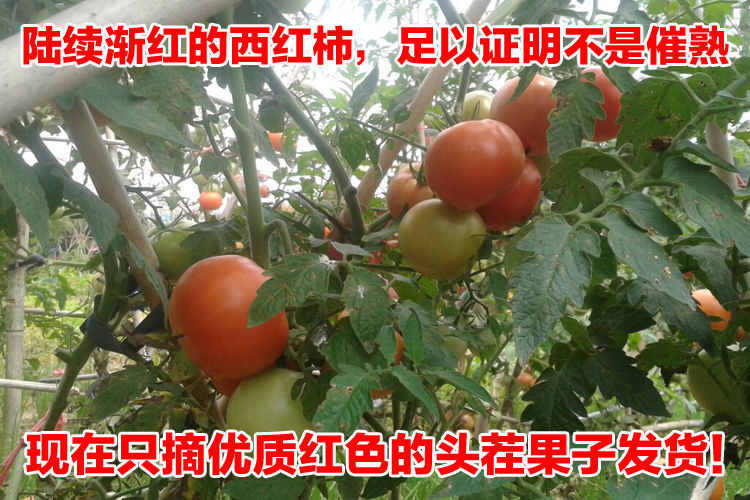 普罗旺斯番茄   硬粉西红柿 一件代发山东普罗旺斯西红柿基地
